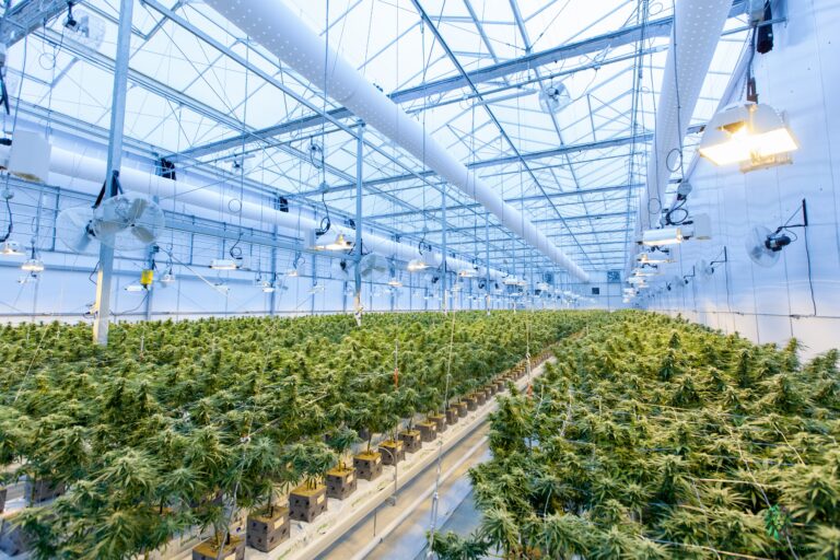 The Benefits of Automating Cannabis Packaging in 2023